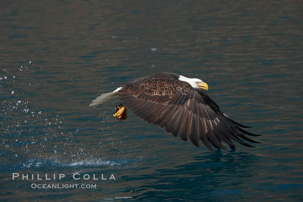 Bald eagle carrying a fish, it has just plucked out of the water. Kenai Peninsula, Alaska, USA, Haliaeetus leucocephalus, Haliaeetus leucocephalus washingtoniensis, natural history stock photograph, photo id 22866