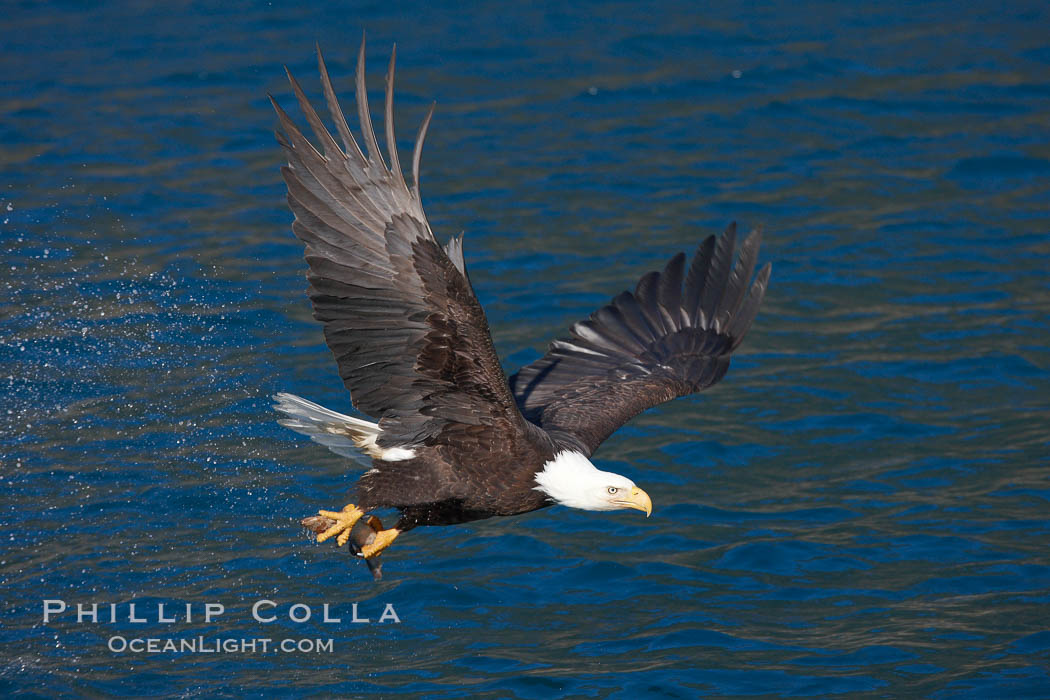 Bald eagle carrying a fish, it has just plucked out of the water. Kenai Peninsula, Alaska, USA, Haliaeetus leucocephalus, Haliaeetus leucocephalus washingtoniensis, natural history stock photograph, photo id 22824