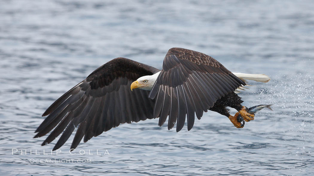 Bald eagle carrying a fish, it has just plucked out of the water. Kenai Peninsula, Alaska, USA, Haliaeetus leucocephalus, Haliaeetus leucocephalus washingtoniensis, natural history stock photograph, photo id 22815