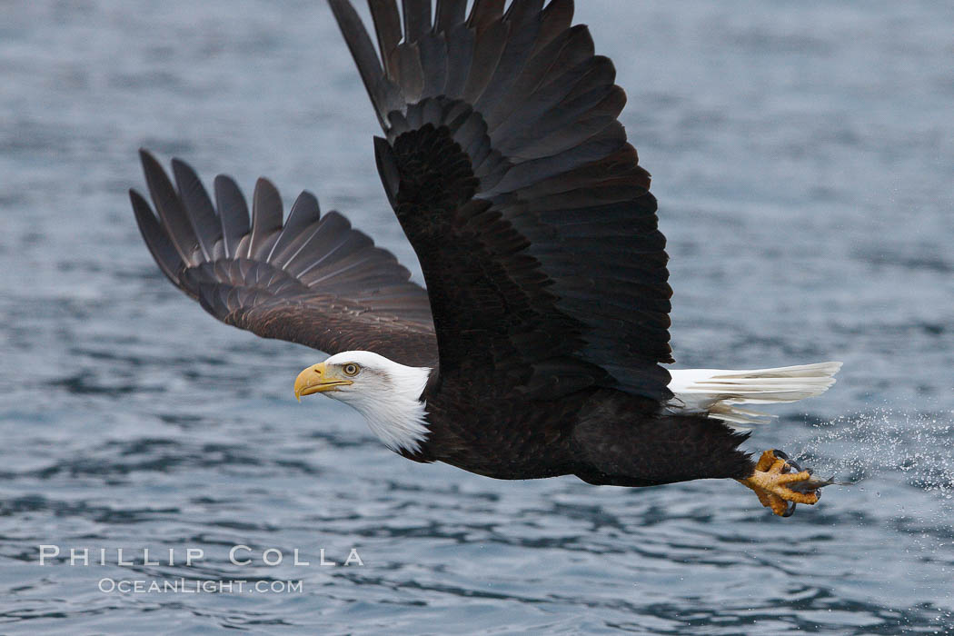 Bald eagle carrying a fish, it has just plucked out of the water. Kenai Peninsula, Alaska, USA, Haliaeetus leucocephalus, Haliaeetus leucocephalus washingtoniensis, natural history stock photograph, photo id 22839