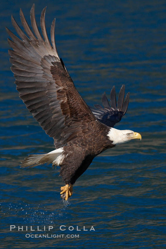 Bald eagle carrying a fish, it has just plucked out of the water. Kenai Peninsula, Alaska, USA, Haliaeetus leucocephalus, Haliaeetus leucocephalus washingtoniensis, natural history stock photograph, photo id 22855