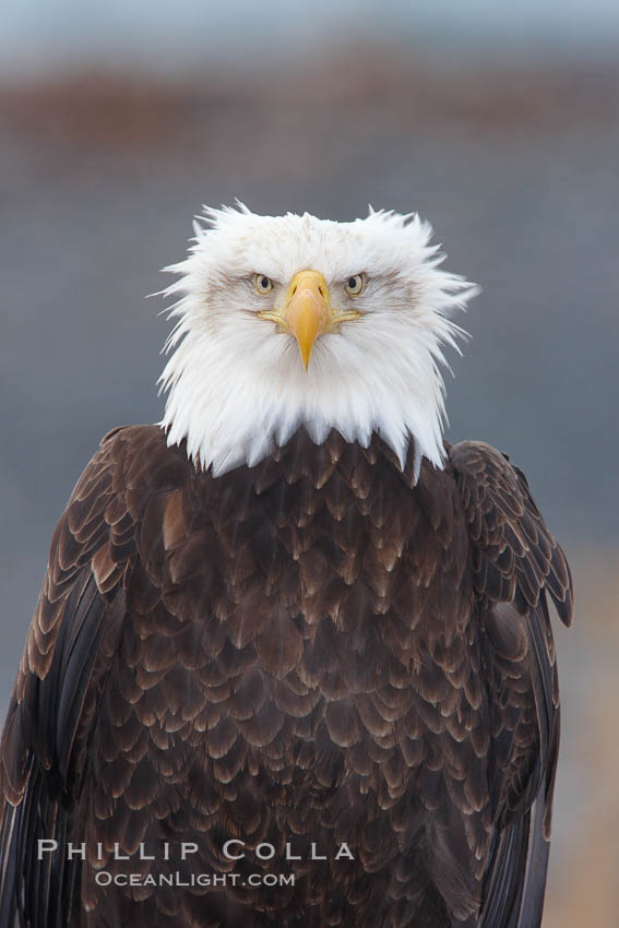 Bald eagle, closeup of head and shoulders showing distinctive white head feathers, yellow beak and brown body and wings. Kachemak Bay, Homer, Alaska, USA, Haliaeetus leucocephalus, Haliaeetus leucocephalus washingtoniensis, natural history stock photograph, photo id 22644