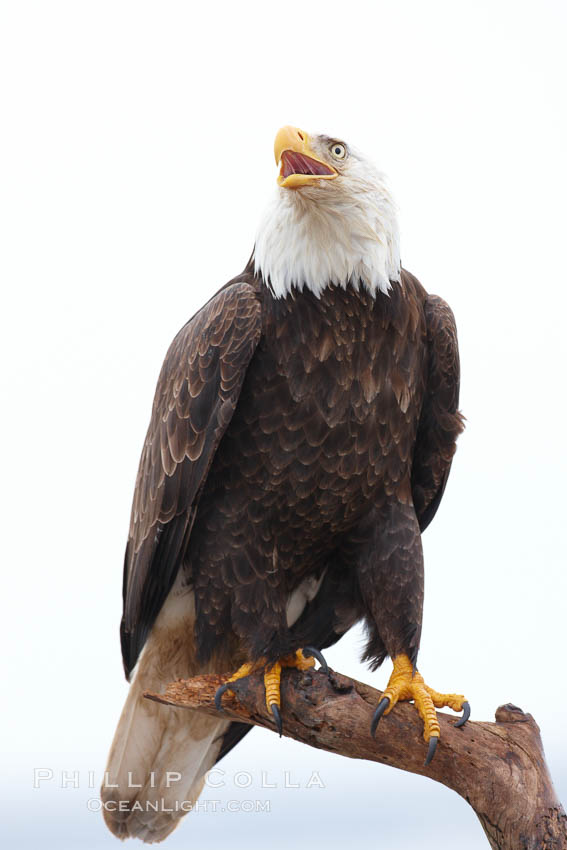 Bald eagle on wood perch, calling, vocalizing, overcast sky and snow. Kachemak Bay, Homer, Alaska, USA, Haliaeetus leucocephalus, Haliaeetus leucocephalus washingtoniensis, natural history stock photograph, photo id 22776