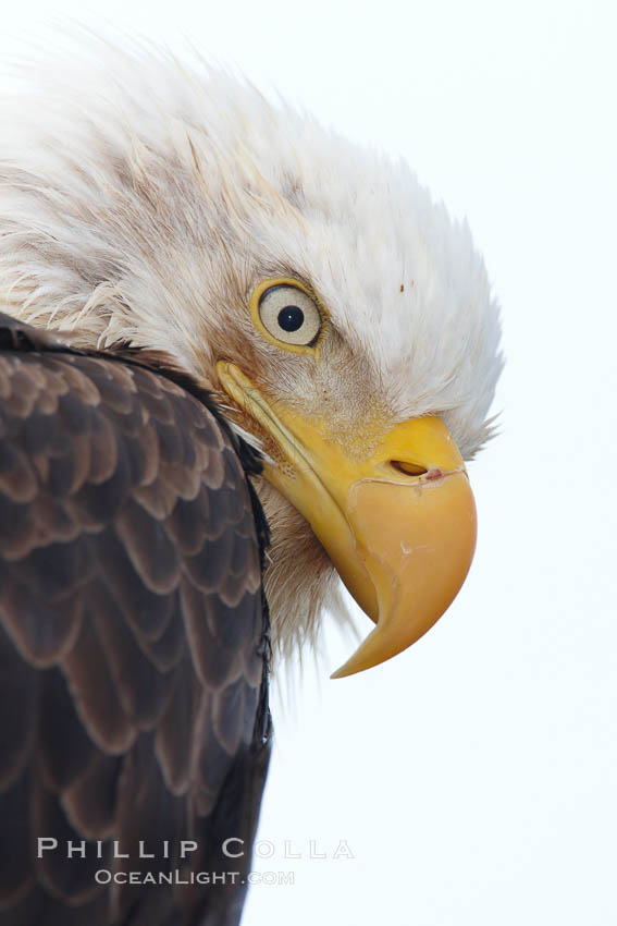 Bald eagle, closeup of head and shoulders showing distinctive white head feathers, yellow beak and brown body and wings. Kachemak Bay, Homer, Alaska, USA, Haliaeetus leucocephalus, Haliaeetus leucocephalus washingtoniensis, natural history stock photograph, photo id 22777