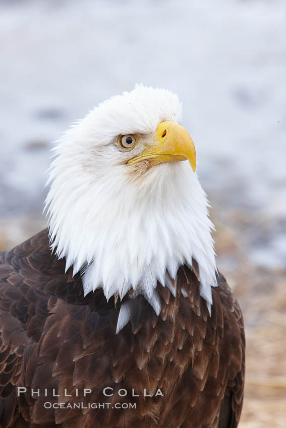 Bald eagle, closeup of head and shoulders showing distinctive white head feathers, yellow beak and brown body and wings. Kachemak Bay, Homer, Alaska, USA, Haliaeetus leucocephalus, Haliaeetus leucocephalus washingtoniensis, natural history stock photograph, photo id 22781