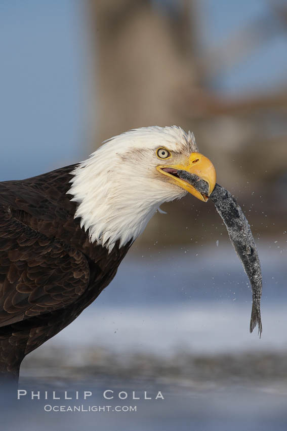 Bald eagle eating a fish, standing on snow-covered ground, other bald eagles visible in background. Kachemak Bay, Homer, Alaska, USA, Haliaeetus leucocephalus, Haliaeetus leucocephalus washingtoniensis, natural history stock photograph, photo id 22665