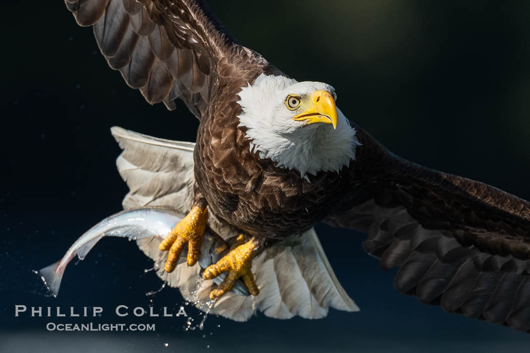 Bald eagle in flight carries a hake fish it has just caught. Hake fish migrate deep in sea channels but strong tidal currents such as those at Arran Rapids lift the hake to the surface where eagles can catch them., Haliaeetus leucocephalus, natural history stock photograph, photo id 41826