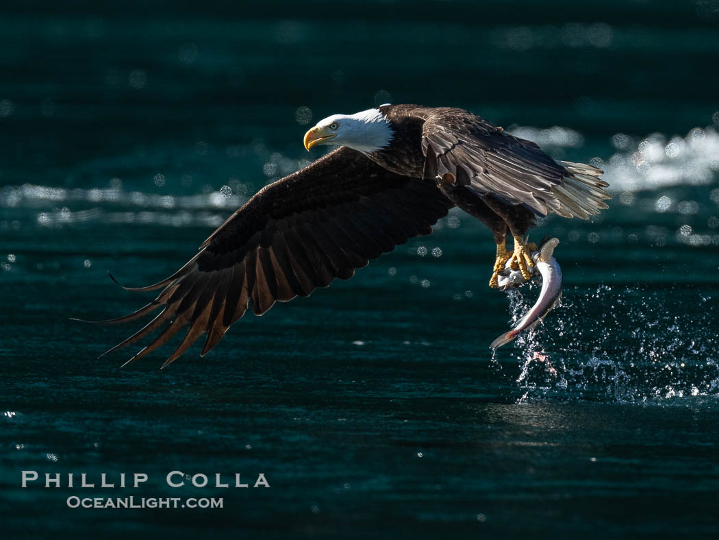 Bald eagle in flight carries a hake fish it has just caught. Hake fish migrate deep in sea channels but strong tidal currents such as those at Arran Rapids lift the hake to the surface where eagles can catch them., Haliaeetus leucocephalus, natural history stock photograph, photo id 41830