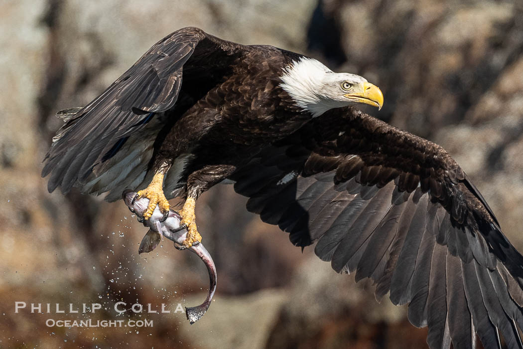 Bald eagle in flight carries a hake fish it has just caught. Hake fish migrate deep in sea channels but strong tidal currents such as those at Arran Rapids lift the hake to the surface where eagles can catch them., Haliaeetus leucocephalus, natural history stock photograph, photo id 41838