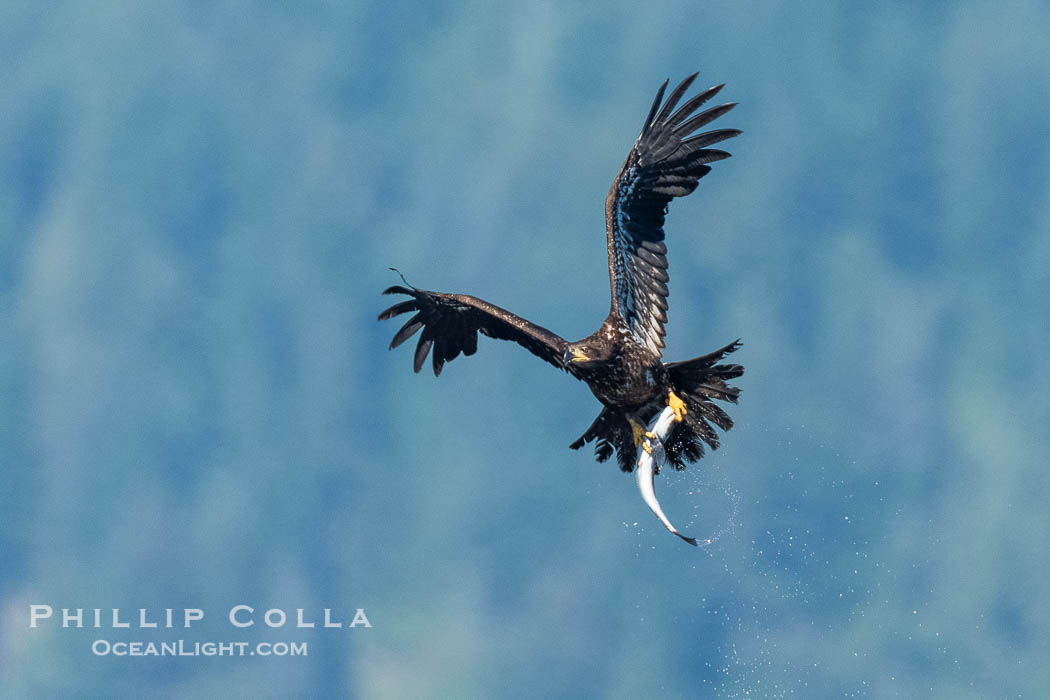 Bald eagle in flight carries a hake fish it has just caught. Hake fish migrate deep in sea channels but strong tidal currents such as those at Arran Rapids lift the hake to the surface where eagles can catch them., Haliaeetus leucocephalus, natural history stock photograph, photo id 41890