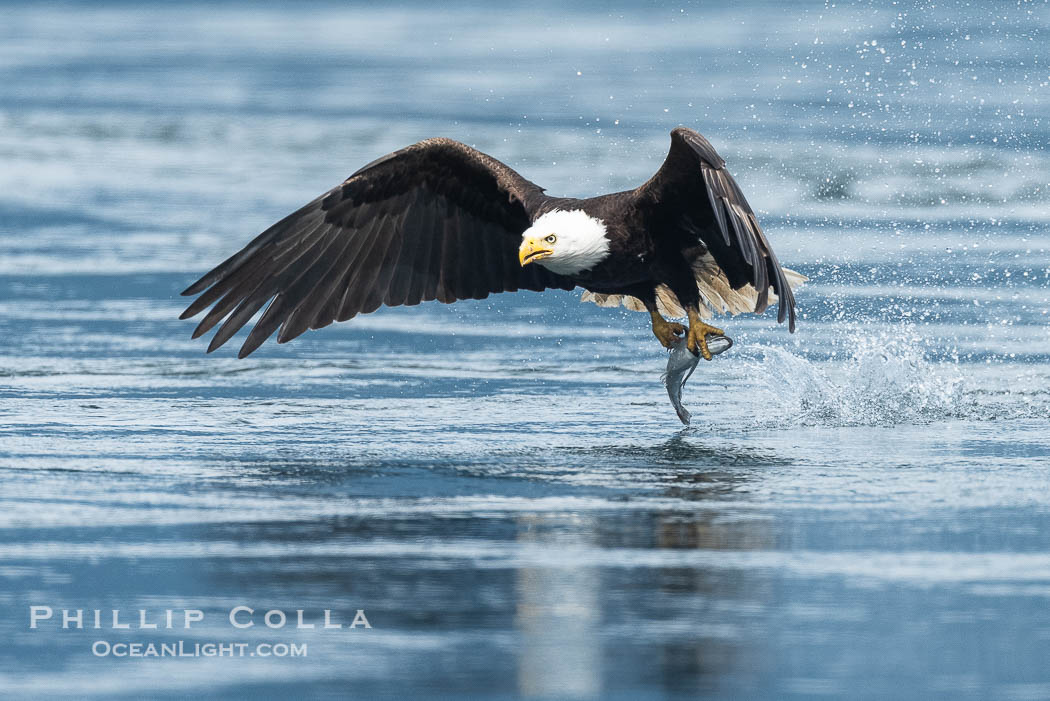 Bald eagle in flight carries a hake fish it has just caught. Hake fish migrate deep in sea channels but strong tidal currents such as those at Arran Rapids lift the hake to the surface where eagles can catch them., Haliaeetus leucocephalus, natural history stock photograph, photo id 41832