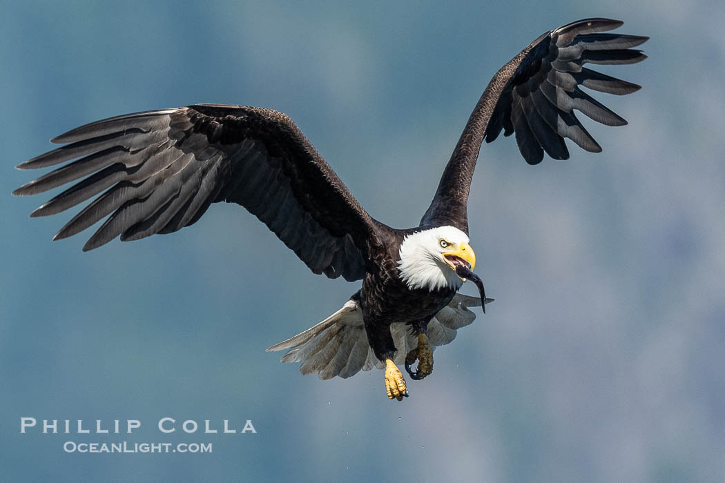 Bald eagle in flight carries a hake fish it has just caught. Hake fish migrate deep in sea channels but strong tidal currents such as those at Arran Rapids lift the hake to the surface where eagles can catch them., Haliaeetus leucocephalus, natural history stock photograph, photo id 41844