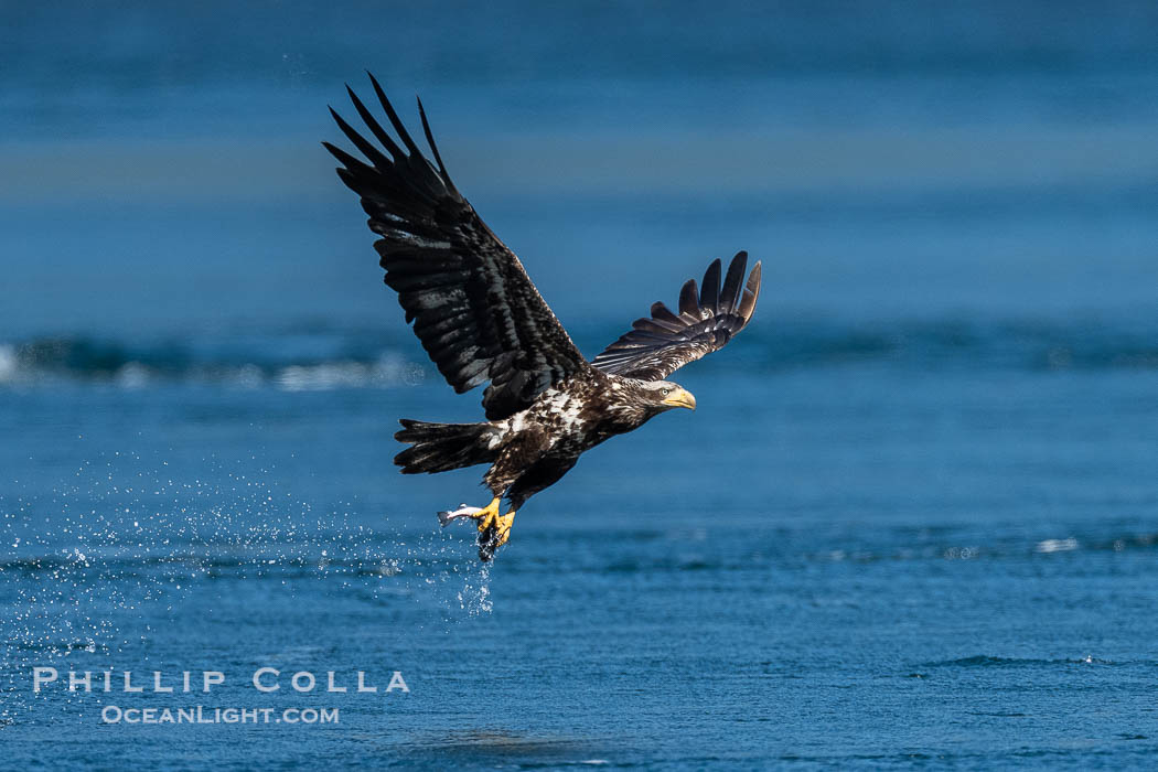 Bald eagle in flight carries a hake fish it has just caught. Hake fish migrate deep in sea channels but strong tidal currents such as those at Arran Rapids lift the hake to the surface where eagles can catch them., Haliaeetus leucocephalus, natural history stock photograph, photo id 41856