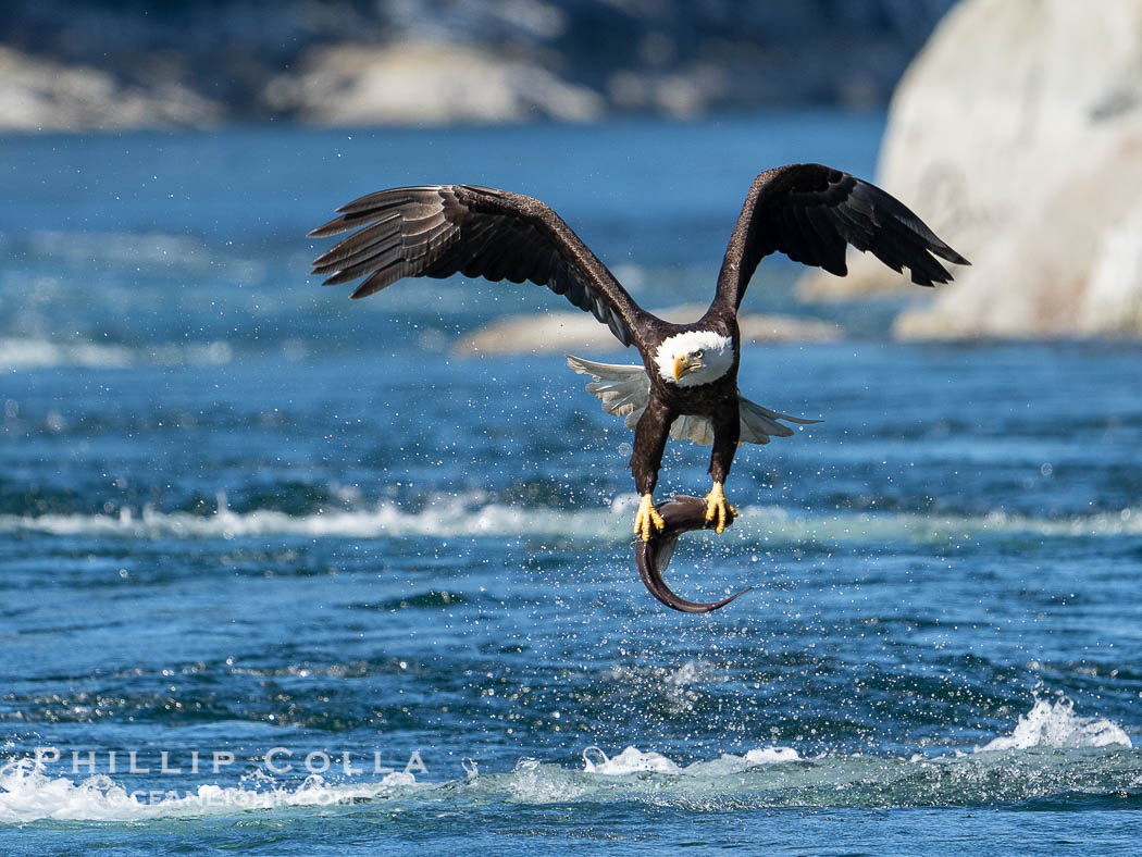 Bald eagle in flight carries a hake fish it has just caught. Hake fish migrate deep in sea channels but strong tidal currents such as those at Arran Rapids lift the hake to the surface where eagles can catch them., Haliaeetus leucocephalus, natural history stock photograph, photo id 41831