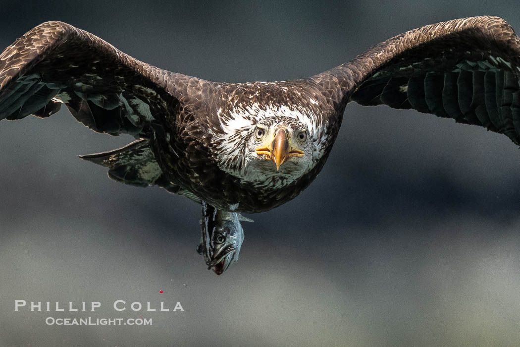 Bald eagle in flight carries a hake fish it has just caught. Hake fish migrate deep in sea channels but strong tidal currents such as those at Arran Rapids lift the hake to the surface where eagles can catch them., Haliaeetus leucocephalus, natural history stock photograph, photo id 41847