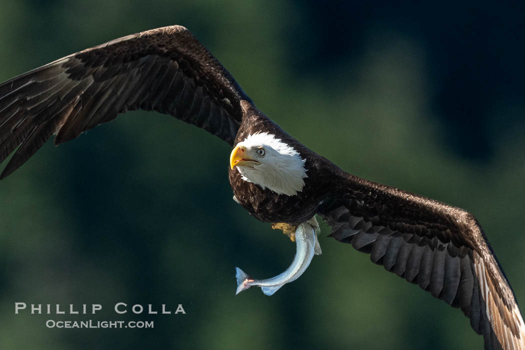 Bald eagle in flight carries a hake fish it has just caught. Hake fish migrate deep in sea channels but strong tidal currents such as those at Arran Rapids lift the hake to the surface where eagles can catch them., Haliaeetus leucocephalus, natural history stock photograph, photo id 41851