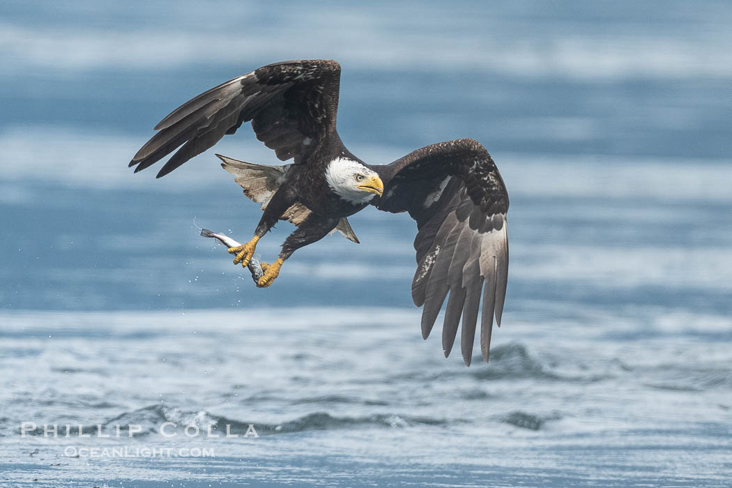 Bald eagle in flight carries a hake fish it has just caught. Hake fish migrate deep in sea channels but strong tidal currents such as those at Arran Rapids lift the hake to the surface where eagles can catch them., Haliaeetus leucocephalus, natural history stock photograph, photo id 41895
