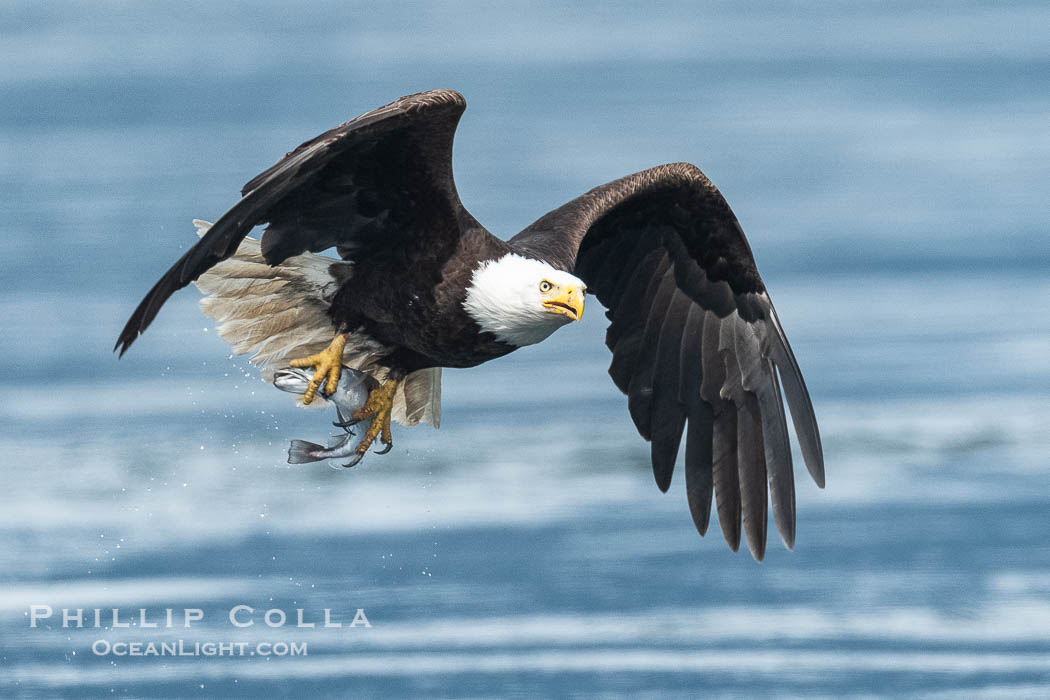 Bald eagle in flight carries a hake fish it has just caught. Hake fish migrate deep in sea channels but strong tidal currents such as those at Arran Rapids lift the hake to the surface where eagles can catch them., Haliaeetus leucocephalus, natural history stock photograph, photo id 41873
