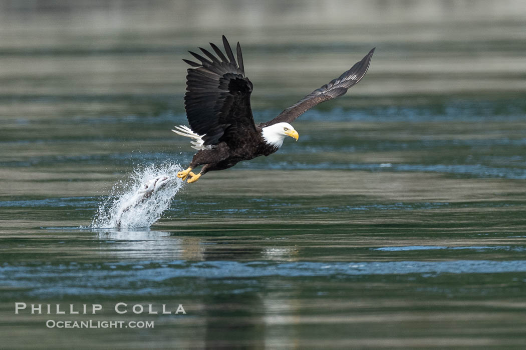 Bald eagle in flight captures a hake fish at the surface. Hake fish migrate deep in sea channels but strong tidal currents such as those at Arran Rapids lift the hake to the surface where eagles catch them., Haliaeetus leucocephalus, natural history stock photograph, photo id 41842