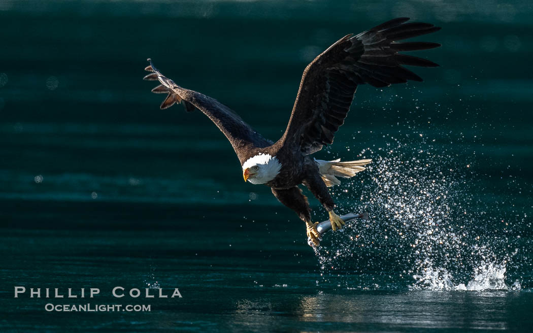 Bald eagle in flight captures a hake fish at the surface. Hake fish migrate deep in sea channels but strong tidal currents such as those at Arran Rapids lift the hake to the surface where eagles catch them., Haliaeetus leucocephalus, natural history stock photograph, photo id 41882