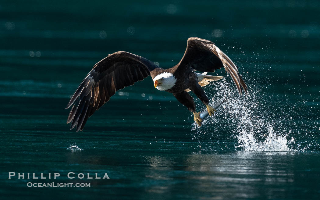 Bald eagle in flight captures a hake fish at the surface. Hake fish migrate deep in sea channels but strong tidal currents such as those at Arran Rapids lift the hake to the surface where eagles catch them., Haliaeetus leucocephalus, natural history stock photograph, photo id 41868
