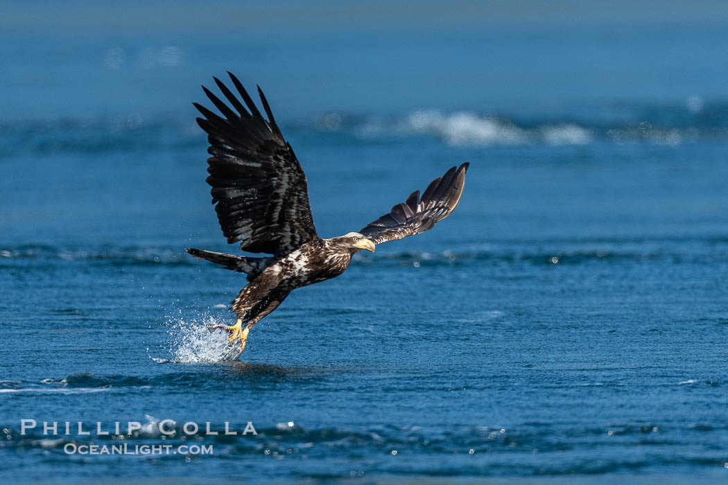 Bald eagle in flight captures a hake fish at the surface. Hake fish migrate deep in sea channels but strong tidal currents such as those at Arran Rapids lift the hake to the surface where eagles catch them., Haliaeetus leucocephalus, natural history stock photograph, photo id 41892