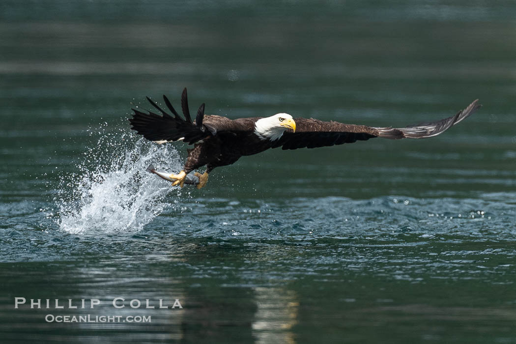 Bald eagle in flight captures a hake fish at the surface. Hake fish migrate deep in sea channels but strong tidal currents such as those at Arran Rapids lift the hake to the surface where eagles catch them., Haliaeetus leucocephalus, natural history stock photograph, photo id 41900