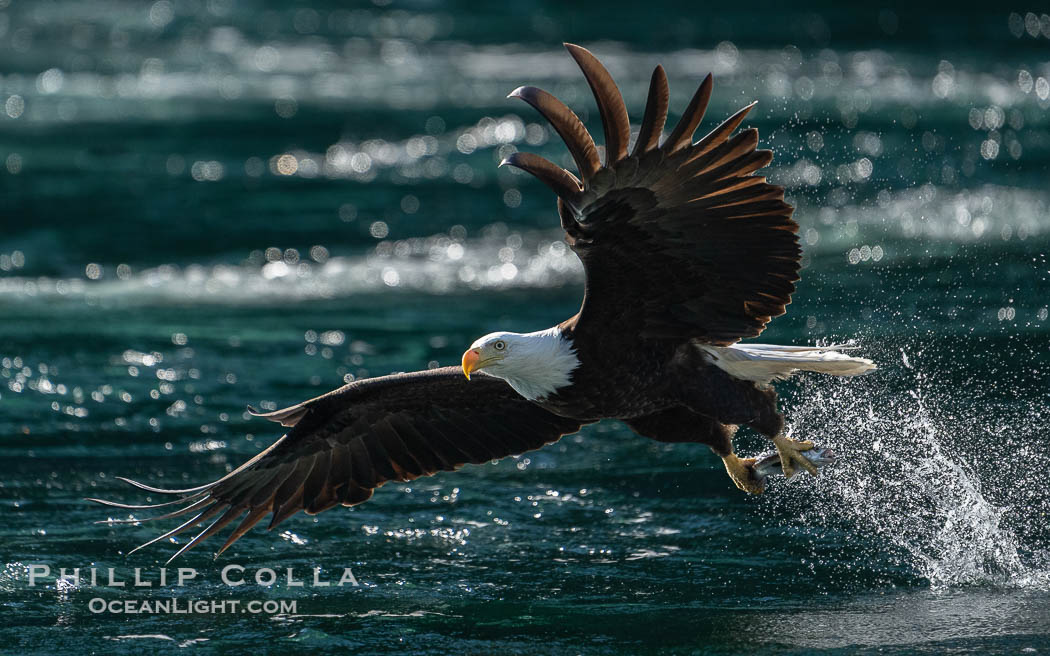 Bald eagle in flight captures a hake fish at the surface. Hake fish migrate deep in sea channels but strong tidal currents such as those at Arran Rapids lift the hake to the surface where eagles catch them., Haliaeetus leucocephalus, natural history stock photograph, photo id 41827