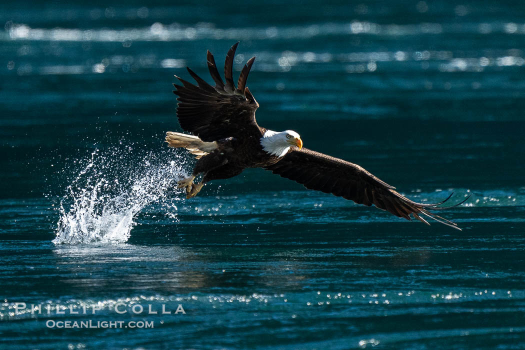 Bald eagle in flight captures a hake fish at the surface. Hake fish migrate deep in sea channels but strong tidal currents such as those at Arran Rapids lift the hake to the surface where eagles catch them., Haliaeetus leucocephalus, natural history stock photograph, photo id 41835