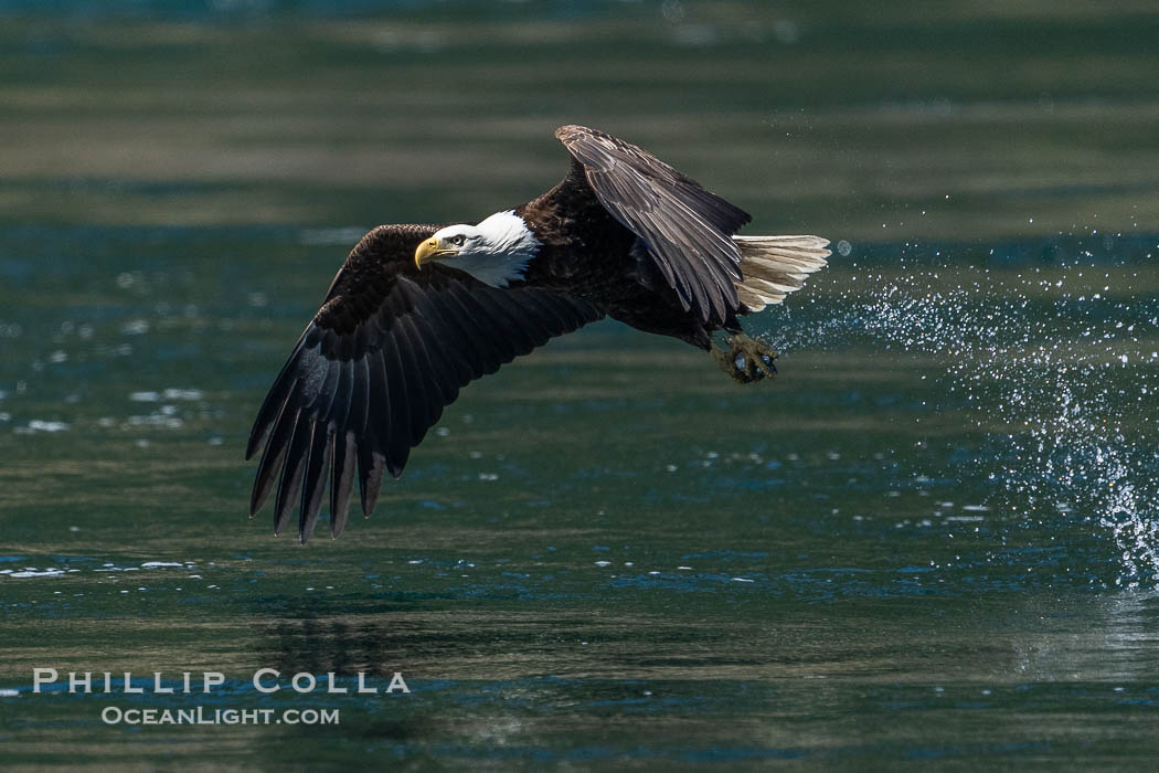 Bald eagle in flight captures a hake fish at the surface. Hake fish migrate deep in sea channels but strong tidal currents such as those at Arran Rapids lift the hake to the surface where eagles catch them., Haliaeetus leucocephalus, natural history stock photograph, photo id 41839
