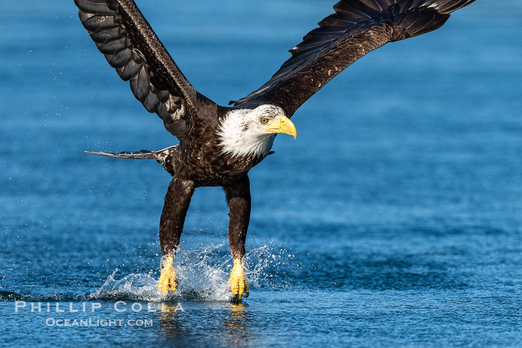Bald eagle in flight captures a hake fish at the surface. Hake fish migrate deep in sea channels but strong tidal currents such as those at Arran Rapids lift the hake to the surface where eagles catch them., Haliaeetus leucocephalus, natural history stock photograph, photo id 41879