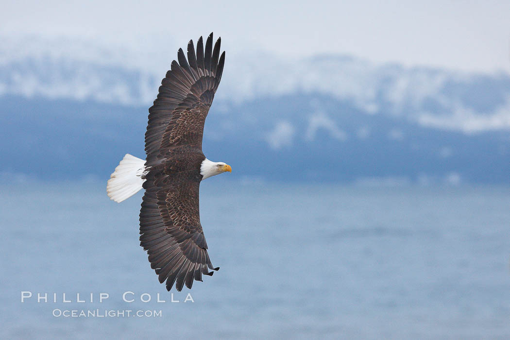 Bald eagle in flight, Kachemak Bay and the Kenai Mountains in the background. Homer, Alaska, USA, Haliaeetus leucocephalus, Haliaeetus leucocephalus washingtoniensis, natural history stock photograph, photo id 22586