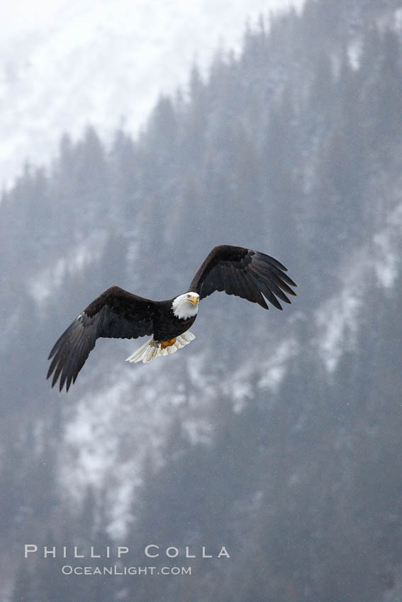 Bald eagle in flight, snow falling, trees and Kenai Mountains in background. Kenai Peninsula, Alaska, USA, Haliaeetus leucocephalus, Haliaeetus leucocephalus washingtoniensis, natural history stock photograph, photo id 22598