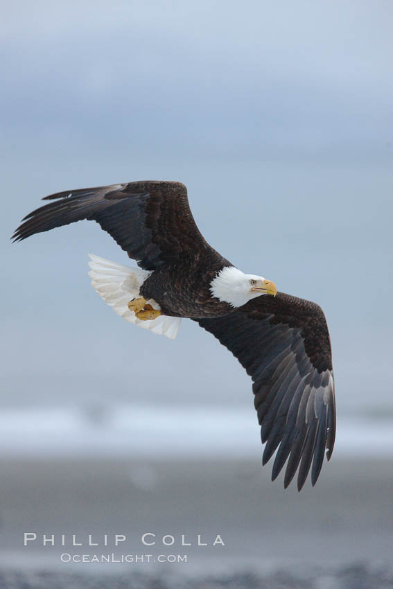 Bald eagle in flight, banking, wings spread, above  beach and Kachemak Bay in background. Homer, Alaska, USA, Haliaeetus leucocephalus, Haliaeetus leucocephalus washingtoniensis, natural history stock photograph, photo id 22650