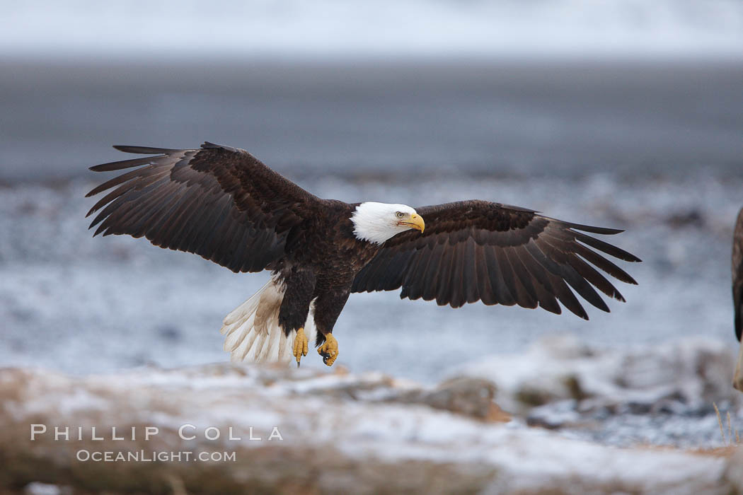 Bald eagle in flight, snow covered beach and Kachemak Bay in background. Homer, Alaska, USA, Haliaeetus leucocephalus, Haliaeetus leucocephalus washingtoniensis, natural history stock photograph, photo id 22726