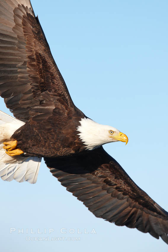 Bald eagle in flight, wing spread, soaring. Kachemak Bay, Homer, Alaska, USA, Haliaeetus leucocephalus, Haliaeetus leucocephalus washingtoniensis, natural history stock photograph, photo id 22786