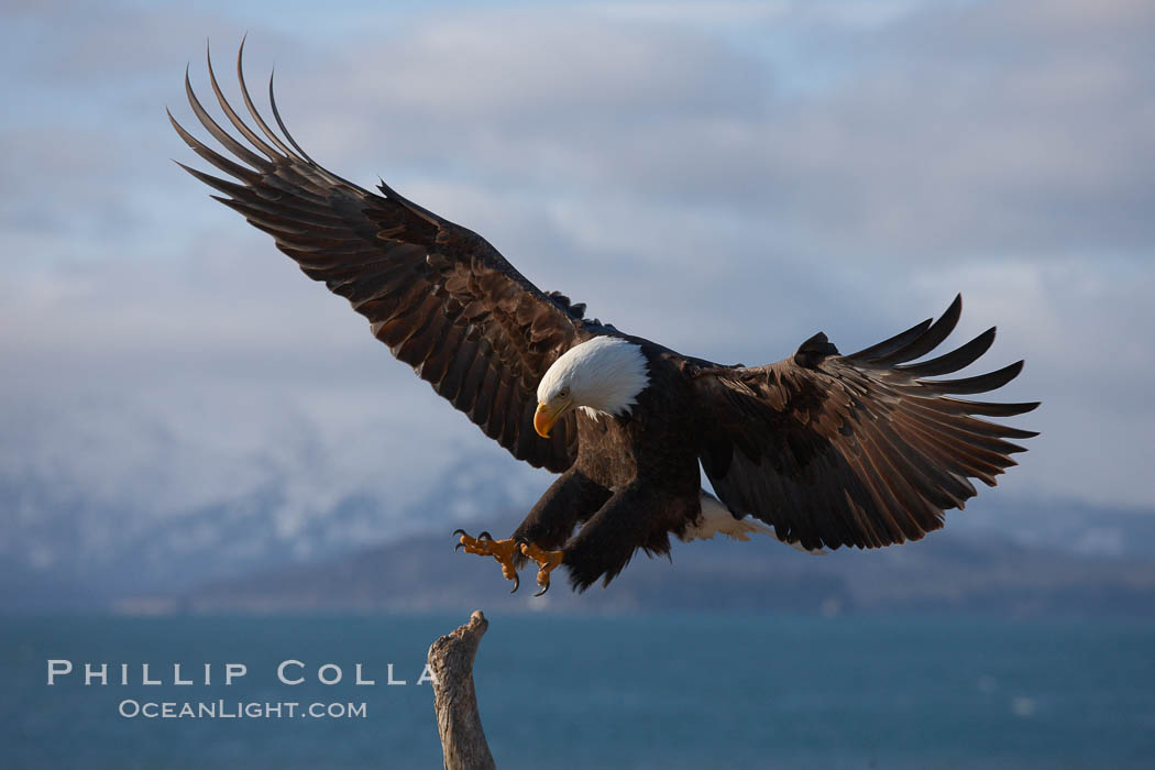 Bald eagle in flight, spreads its wings wide to slow before landing on a wooden perch. Kachemak Bay, Homer, Alaska, USA, Haliaeetus leucocephalus, Haliaeetus leucocephalus washingtoniensis, natural history stock photograph, photo id 22862