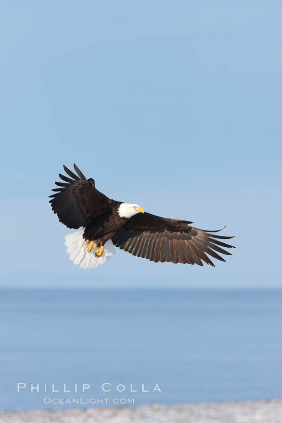 Bald eagle in flight, banking over Kachemak Bay and beach. Homer, Alaska, USA, Haliaeetus leucocephalus, Haliaeetus leucocephalus washingtoniensis, natural history stock photograph, photo id 22878