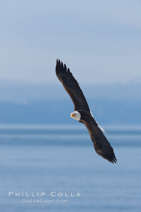 Bald eagle in flight, Kachemak Bay in background. Homer, Alaska, USA, Haliaeetus leucocephalus, Haliaeetus leucocephalus washingtoniensis, natural history stock photograph, photo id 22882