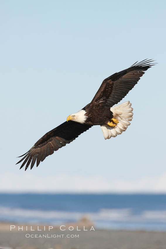 Bald eagle in flight, banking over Kachemak Bay and beach. Homer, Alaska, USA, Haliaeetus leucocephalus, Haliaeetus leucocephalus washingtoniensis, natural history stock photograph, photo id 22620