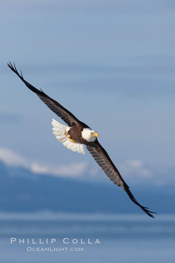 Bald eagle in flight, Kachemak Bay and the Kenai Mountains in the background. Homer, Alaska, USA, Haliaeetus leucocephalus, Haliaeetus leucocephalus washingtoniensis, natural history stock photograph, photo id 22664