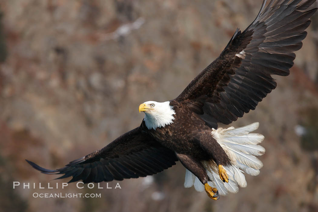 Bald eagle in flight, wings spread, brown mountain slope in background. Kenai Peninsula, Alaska, USA, Haliaeetus leucocephalus, Haliaeetus leucocephalus washingtoniensis, natural history stock photograph, photo id 22672