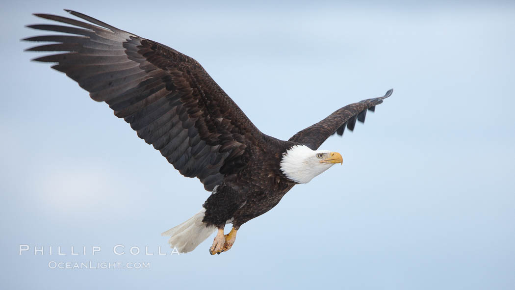 Bald eagle in flight, wing spread, soaring. Kachemak Bay, Homer, Alaska, USA, Haliaeetus leucocephalus, Haliaeetus leucocephalus washingtoniensis, natural history stock photograph, photo id 22688