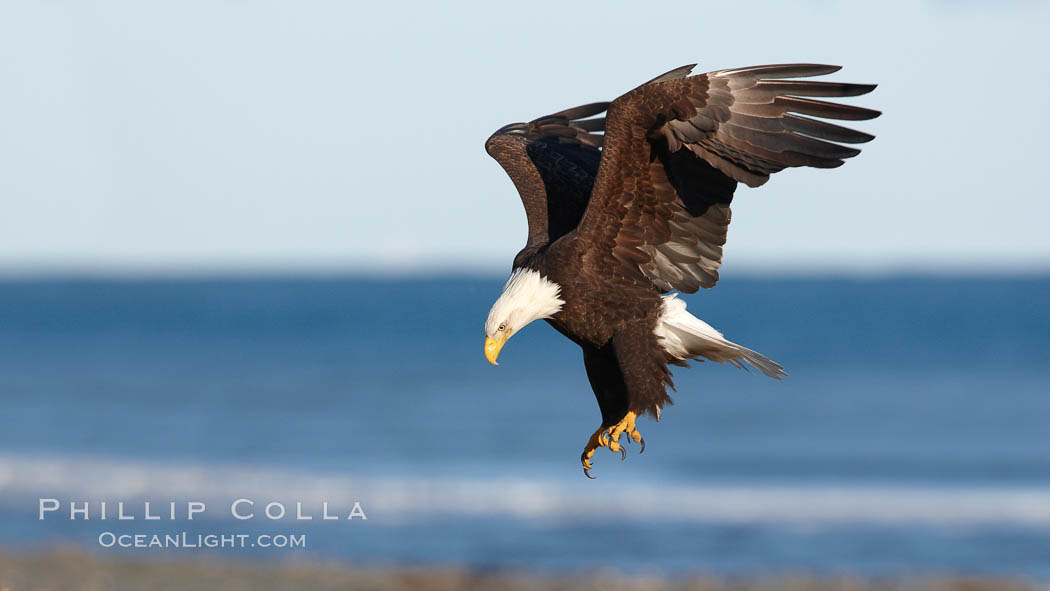 Bald eagle in flight, wings raised, Kachemak Bay in the background. Homer, Alaska, USA, Haliaeetus leucocephalus, Haliaeetus leucocephalus washingtoniensis, natural history stock photograph, photo id 22728