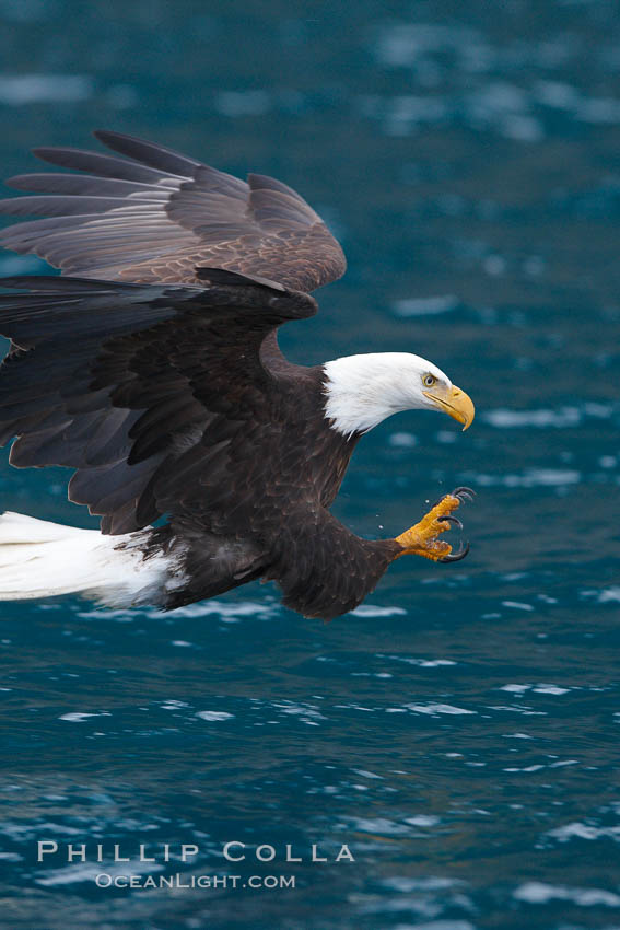 Bald eagle in flight, spreads its wings and raises its talons as it prepares to grasp a fish out of the water. Kenai Peninsula, Alaska, USA, Haliaeetus leucocephalus, Haliaeetus leucocephalus washingtoniensis, natural history stock photograph, photo id 22820