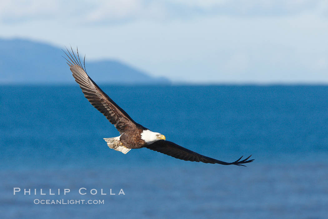 Bald eagle in flight, Kachemak Bay in background. Homer, Alaska, USA, Haliaeetus leucocephalus, Haliaeetus leucocephalus washingtoniensis, natural history stock photograph, photo id 22848