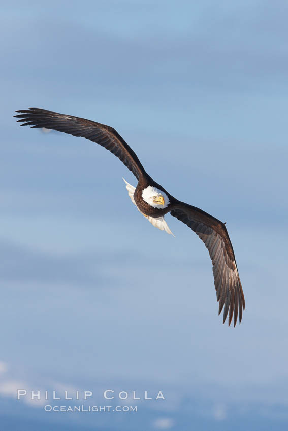 Bald eagle in flight, banking, wings spread, Kenai Mountains in background. Kachemak Bay, Homer, Alaska, USA, Haliaeetus leucocephalus, Haliaeetus leucocephalus washingtoniensis, natural history stock photograph, photo id 22695