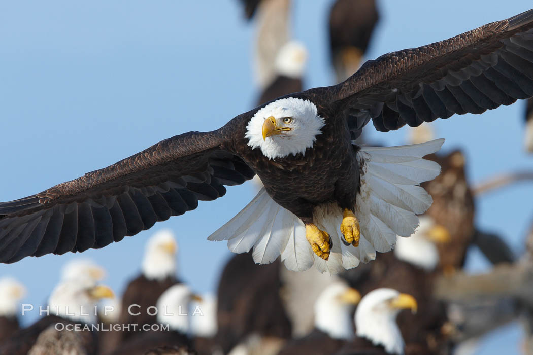 Bald eagle in flight, closeup, flying just over the ground with many bald eagles visible in the background. Kachemak Bay, Homer, Alaska, USA, Haliaeetus leucocephalus, Haliaeetus leucocephalus washingtoniensis, natural history stock photograph, photo id 22703