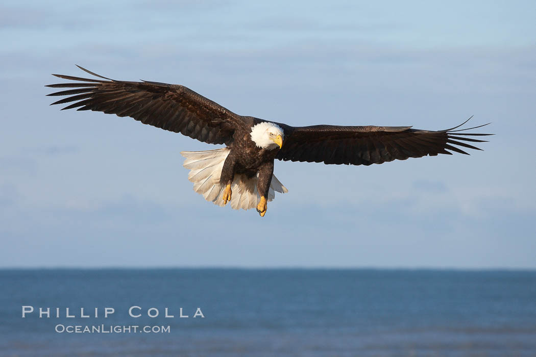 Bald eagle in flight, wings raised, Kachemak Bay in the background. Homer, Alaska, USA, Haliaeetus leucocephalus, Haliaeetus leucocephalus washingtoniensis, natural history stock photograph, photo id 22727