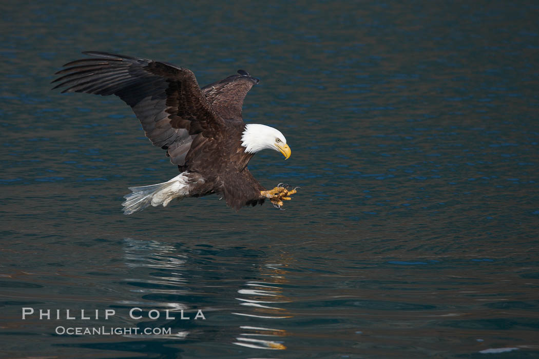 Bald eagle in flight, spreads its wings and raises its talons as it prepares to grasp a fish out of the water. Kenai Peninsula, Alaska, USA, Haliaeetus leucocephalus, Haliaeetus leucocephalus washingtoniensis, natural history stock photograph, photo id 22807